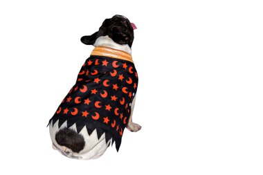 Cadılar bayramı için cadılar bayramı için cadılar bayramı kostümü giymiş siyah beyaz köpek buldog ve izole bir arka plan.