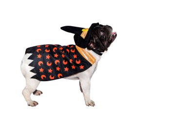 Cadılar bayramı için cadılar bayramı için cadılar bayramı kostümü giymiş siyah beyaz köpek buldog ve izole bir arka plan.
