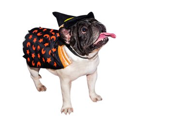 Cadılar bayramı için cadılar bayramı için cadılar bayramı kostümü giymiş siyah beyaz köpek buldog ve izole bir arka plan.