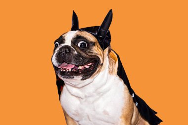 Kara şeytan kostümü giymiş, cadılar bayramı için boynuzlu, şapkalı bir Fransız köpeği.