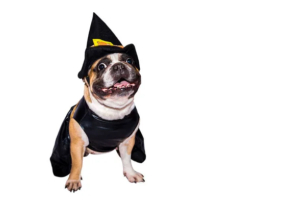 Bulldog francês em traje de Halloween isolado em um fundo branco . — Fotografia de Stock