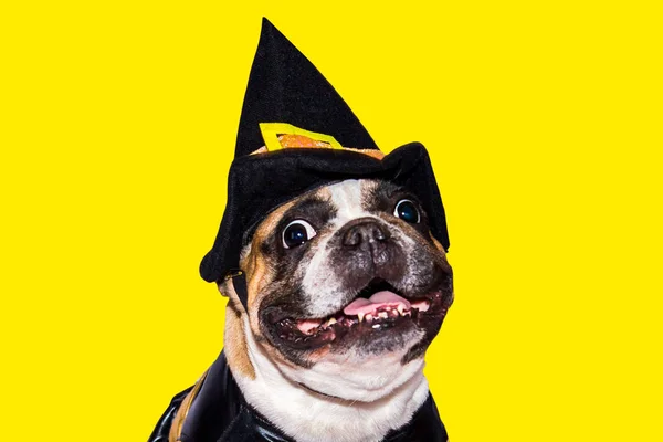 Cão de gengibre bulldog francês vestido com traje de monstro bruxa preta para o Halloween — Fotografia de Stock