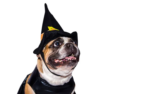 Französische Bulldogge im Halloween-Kostüm isoliert auf weißem Hintergrund. — Stockfoto