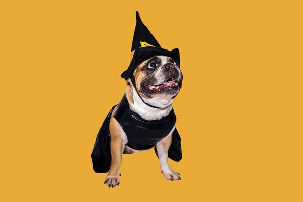 Ingwerhund Französische Bulldogge im schwarzen Hexenmonsterkostüm zu Halloween — Stockfoto