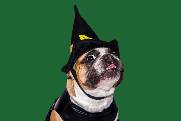 Ingwerhund Französische Bulldogge im schwarzen Hexenmonsterkostüm zu Halloween — Stockfoto