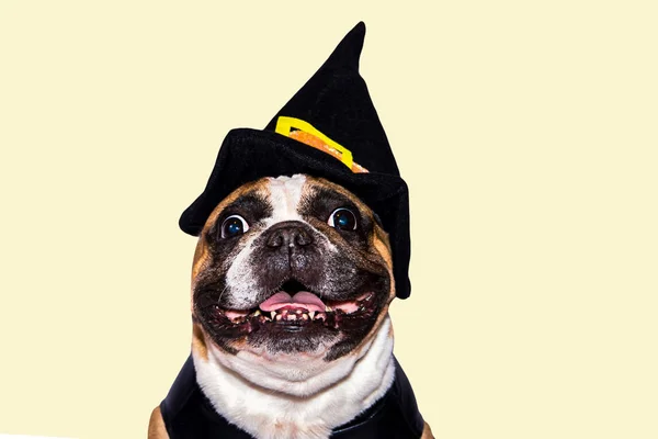 Рыжая собака французский бульдог одетый в черный костюм ведьмы монстра на Хэллоуин — стоковое фото