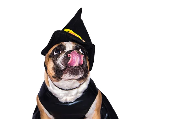 Bulldog francês em traje de Halloween isolado em um fundo branco . — Fotografia de Stock