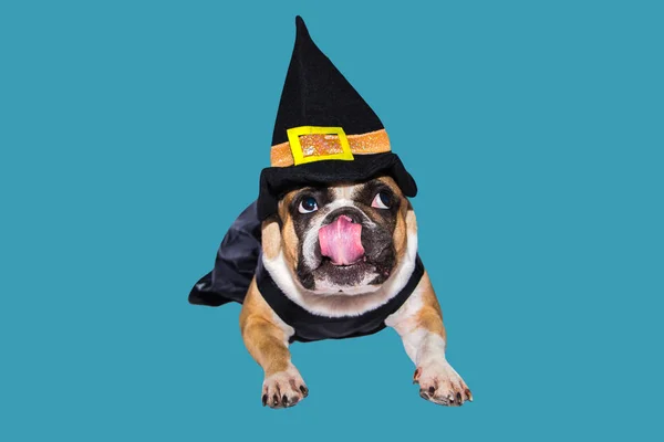 Cão de gengibre bulldog francês vestido com traje de monstro bruxa preta para o Halloween — Fotografia de Stock