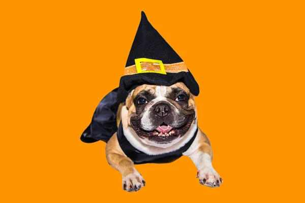 Cão de gengibre bulldog francês vestido com traje de monstro bruxa preta para o Halloween — Fotografia de Stock