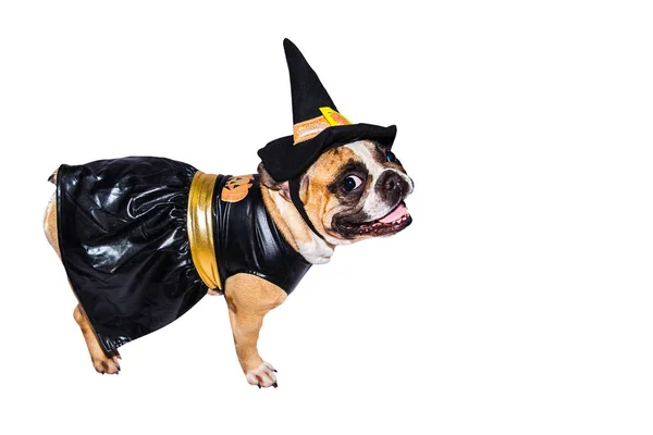 Französische Bulldogge im Halloween-Kostüm isoliert auf weißem Hintergrund. — Stockfoto