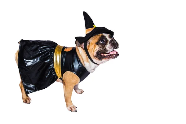 Bulldog francês em traje de Halloween isolado em um fundo branco . — Fotografia de Stock