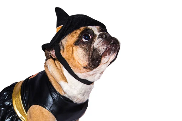 Bulldog francês em traje de Halloween isolado em um fundo branco . — Fotografia de Stock