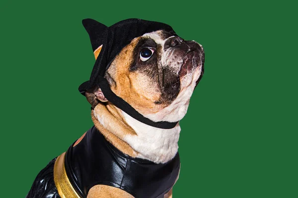 Ginger σκυλί γαλλικό μπουλντόγκ ντυμένο με μαύρη στολή τέρας μάγισσα για αποκριές — Φωτογραφία Αρχείου