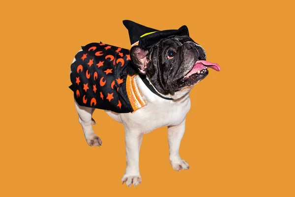 Schwarz-weißer Hund Französische Bulldogge verkleidet als Hexenmonster zu Halloween mit Hut — Stockfoto