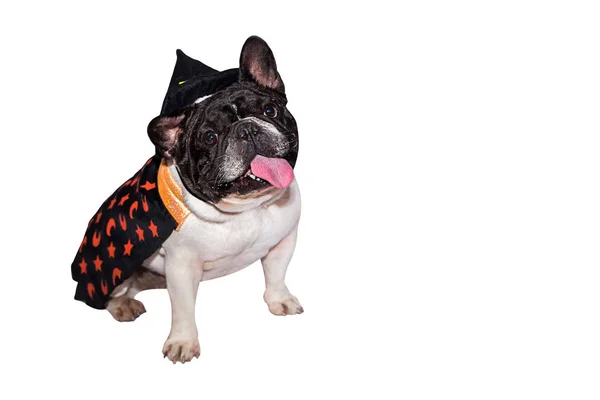 Preto e branco cão francês bulldog vestido como um monstro bruxa para halloween com chapéu no fundo isolado — Fotografia de Stock