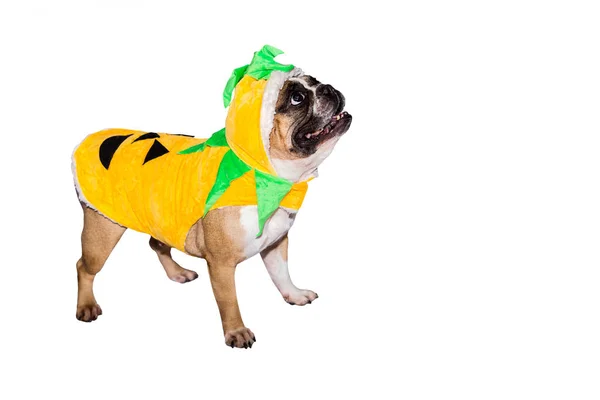 Cão de gengibre bulldog francês vestido como uma abóbora laranja amarela para o dia das bruxas com chapéu no fundo isolado — Fotografia de Stock