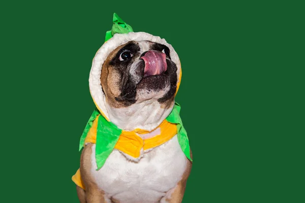 Cão de gengibre bulldog francês vestido como uma abóbora laranja amarela para o dia das bruxas com chapéu — Fotografia de Stock
