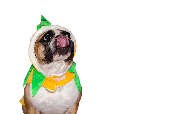 生姜狗，法国斗牛犬，装扮成一个黄色的南瓜，在孤立的背景下戴着帽子 — 图库照片
