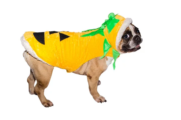 Ginger dog french bulldog dressed up as a yellow orange pumpkin for halloween with hat on isolated background — Stock Photo, Image