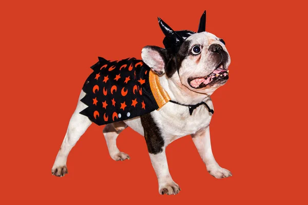 Cão bulldog francês vestido com um traje de diabo preto com chifres para halloween com um chapéu — Fotografia de Stock