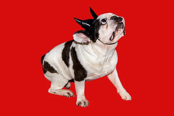 Cão bulldog francês vestido com um traje de diabo preto com chifres para halloween com um chapéu — Fotografia de Stock