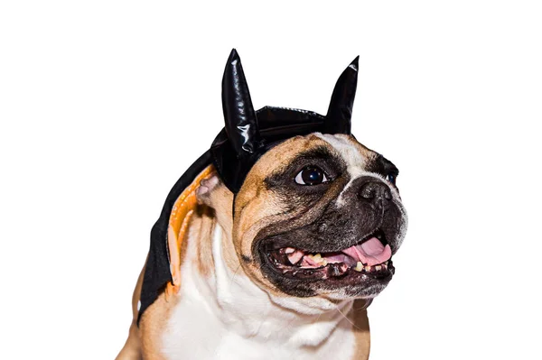 Hund Französische Bulldogge verkleidet in einem schwarzen Teufelskostüm mit Hörnern für Halloween mit Hut auf einem isolierten Hintergrund — Stockfoto