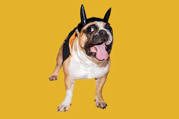 Cão bulldog francês vestido com um traje de diabo preto com chifres para halloween com um chapéu — Fotografia de Stock