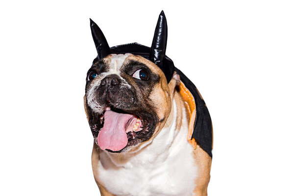 dog french bulldog dressed up in a black devil costume with horns for halloween with a hat on an isolated background