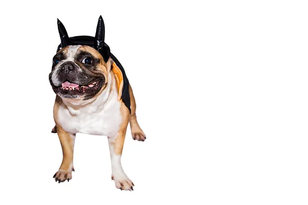 Cão francês bulldog vestido até em um preto diabo traje com chifres para halloween com um chapéu em um fundo isolado — Fotografia de Stock