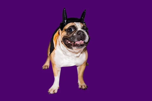 Hund Französische Bulldogge verkleidet in einem schwarzen Teufelskostüm mit Hörnern zu Halloween mit Hut — Stockfoto