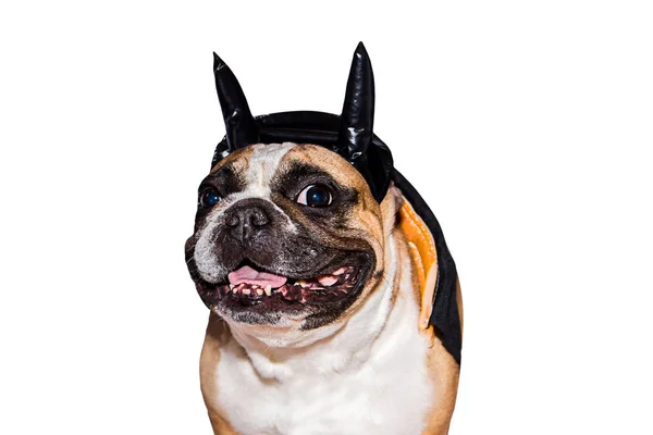 Cão francês bulldog vestido até em um preto diabo traje com chifres para halloween com um chapéu em um fundo isolado — Fotografia de Stock