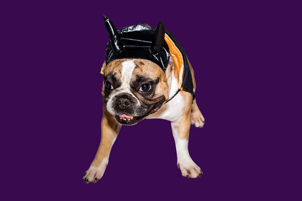 dog french bulldog dressed up in a black devil costume with horns for halloween with a hat