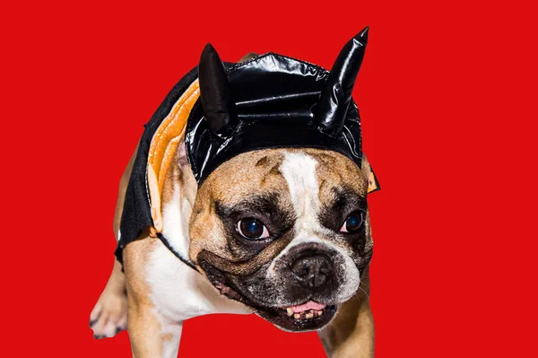 Cão bulldog francês vestido com um traje de diabo preto com chifres para halloween com um chapéu — Fotografia de Stock