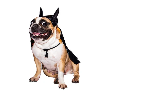 Cão francês bulldog vestido até em um preto diabo traje com chifres para halloween com um chapéu em um fundo isolado — Fotografia de Stock