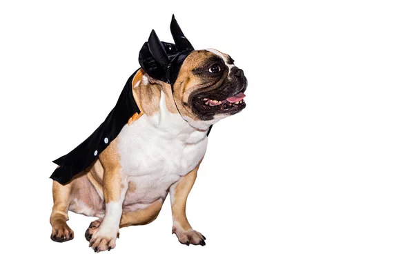 Cão francês bulldog vestido até em um preto diabo traje com chifres para halloween com um chapéu em um fundo isolado — Fotografia de Stock