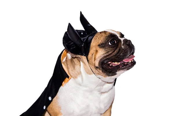 Cão francês bulldog vestido até em um preto diabo traje com chifres para halloween com um chapéu em um fundo isolado — Fotografia de Stock