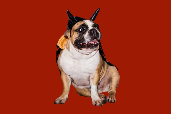 Perro bulldog francés vestido con un disfraz de diablo negro con cuernos para Halloween con un sombrero —  Fotos de Stock