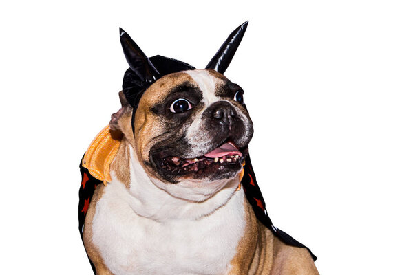 dog french bulldog dressed up in a black devil costume with horns for halloween with a hat on an isolated background