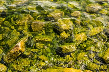 Su kirliliği, su kirliliği, doğa ve çevre üzerindeki su yeşil yüzeyi yaz aylarında bir gölün kenarında sürüklenir ve akar. Ekolojik afet kavramı.