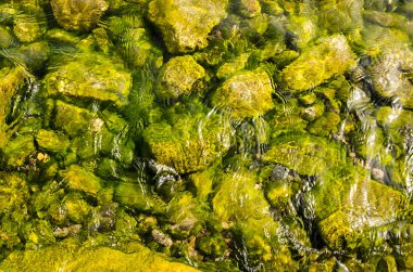 Su kirliliği, su kirliliği, doğa ve çevre üzerindeki su yeşil yüzeyi yaz aylarında bir gölün kenarında sürüklenir ve akar. Ekolojik afet kavramı.