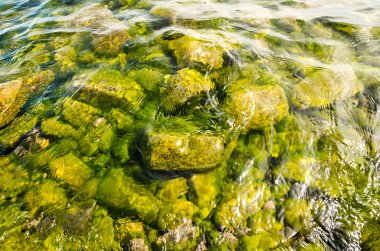 Su kirliliği, su kirliliği, doğa ve çevre üzerindeki su yeşil yüzeyi yaz aylarında bir gölün kenarında sürüklenir ve akar. Ekolojik afet kavramı.