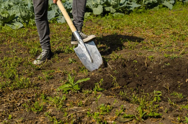 Jeune homme creuse le sol dans le jardin avec une pelle — Photo