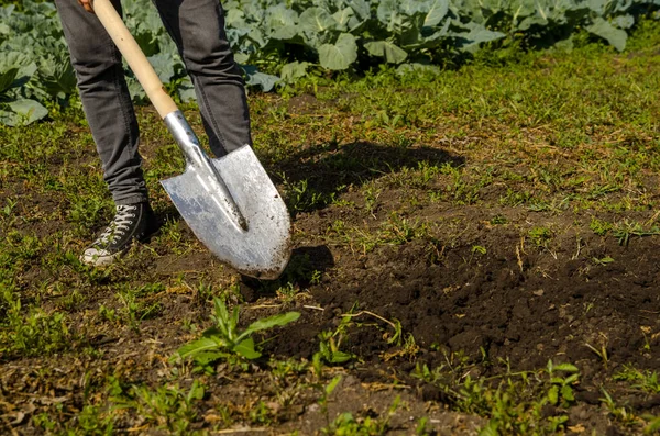 Giovane ragazzo scava il terreno in giardino con una pala — Foto Stock