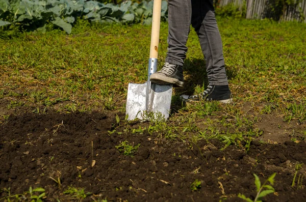 Jeune homme creuse le sol dans le jardin avec une pelle — Photo