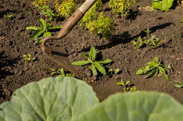 Gärtner entfernt Unkraut mit Werkzeug aus dem Garten — Stockfoto