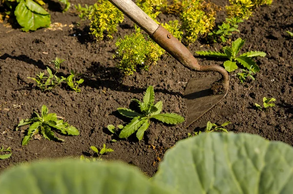 Mãos jardineiro remover ervas daninhas do jardim com uma ferramenta — Fotografia de Stock