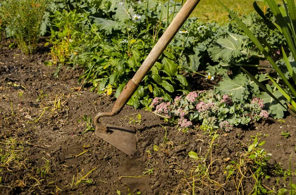 Handen tuinman Verwijder onkruid uit de tuin met een gereedschap — Stockfoto