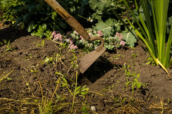 手园丁清除杂草从花园与工具 — 图库照片