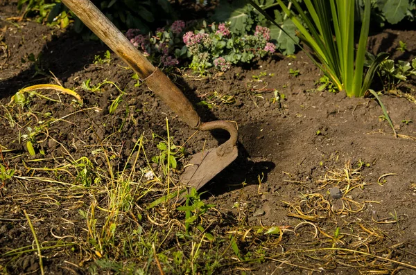 eller bahçıvan bir araç ile bahçeden weeds kaldırmak