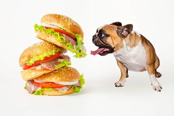 Hungry french bulldog looks at flying hamburger on white background — Stock Photo, Image